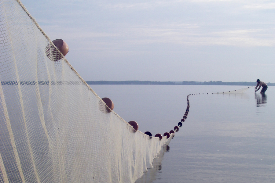 Honorable Mention-Christopher Davis—seining on the Rappahannock River as part of VIMS’ Juvenile Striped Bass Seine Survey